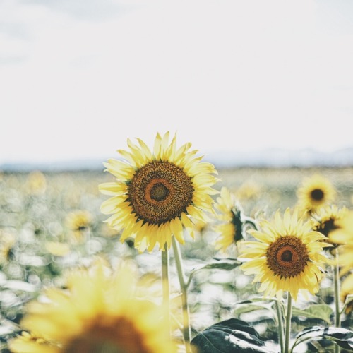 Sunlight Emphasizing Ephemeral