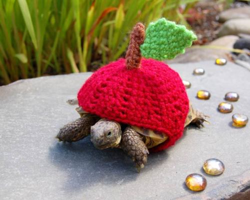 subtothecore: asylum-art-2:    	 		 						 							 					When a woman knits costumes for her turtles… The creations of Katie Bradley, who has fun knitting adorable costumes for her 10 turtles…   diaryof-alittleswitch giggles