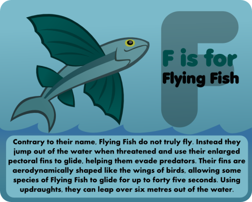 Flyingest Fish