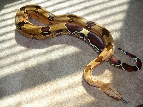 crispysnakes:Gave Cherry Coke a little time to stretch out.Cherry Coke - Suriname Red Tail Boa (boa 