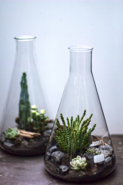 kenmarten: Lab Flask Terrariums 