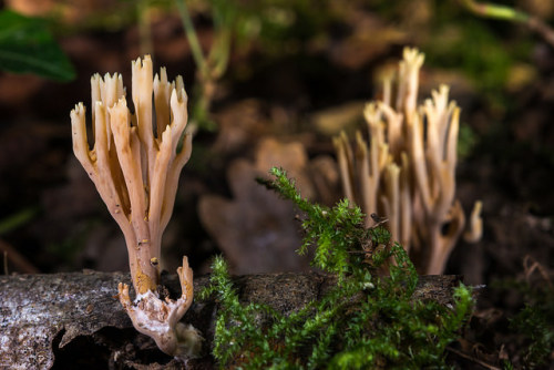 Ramaria stricta - Ramaire stricte by Vincent L° on Flickr.