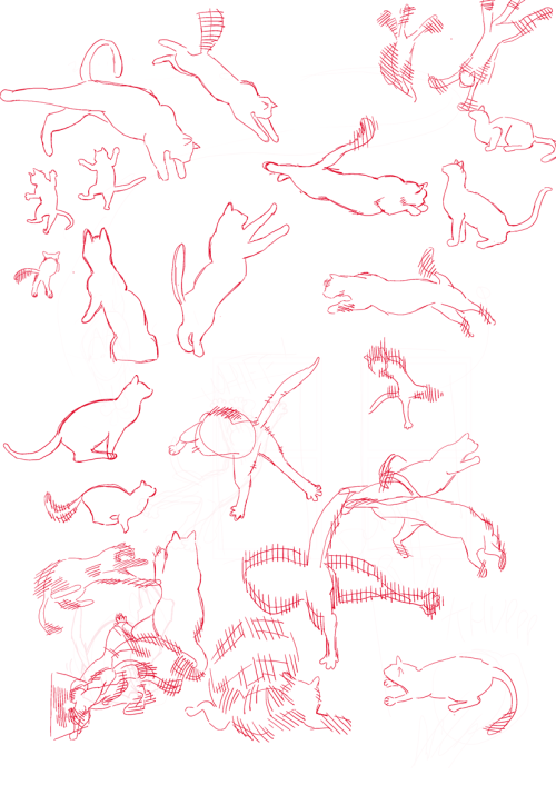 study. cats jumping and falling off of things