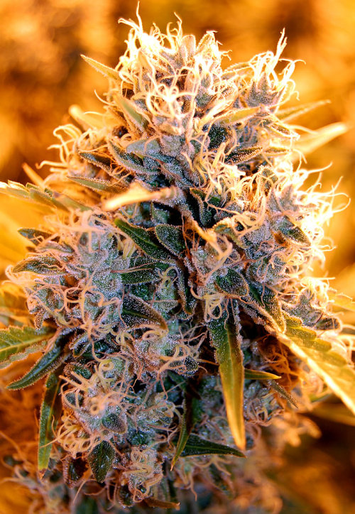 Dripping THC