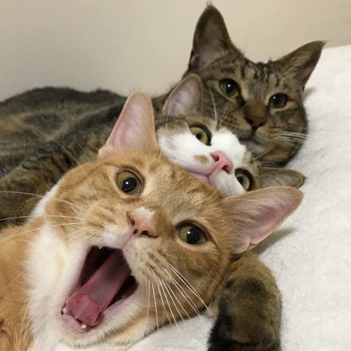 yournewfriendshouse:cat stack! cat stack! cat stack!