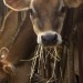 fairfieldfarmer: