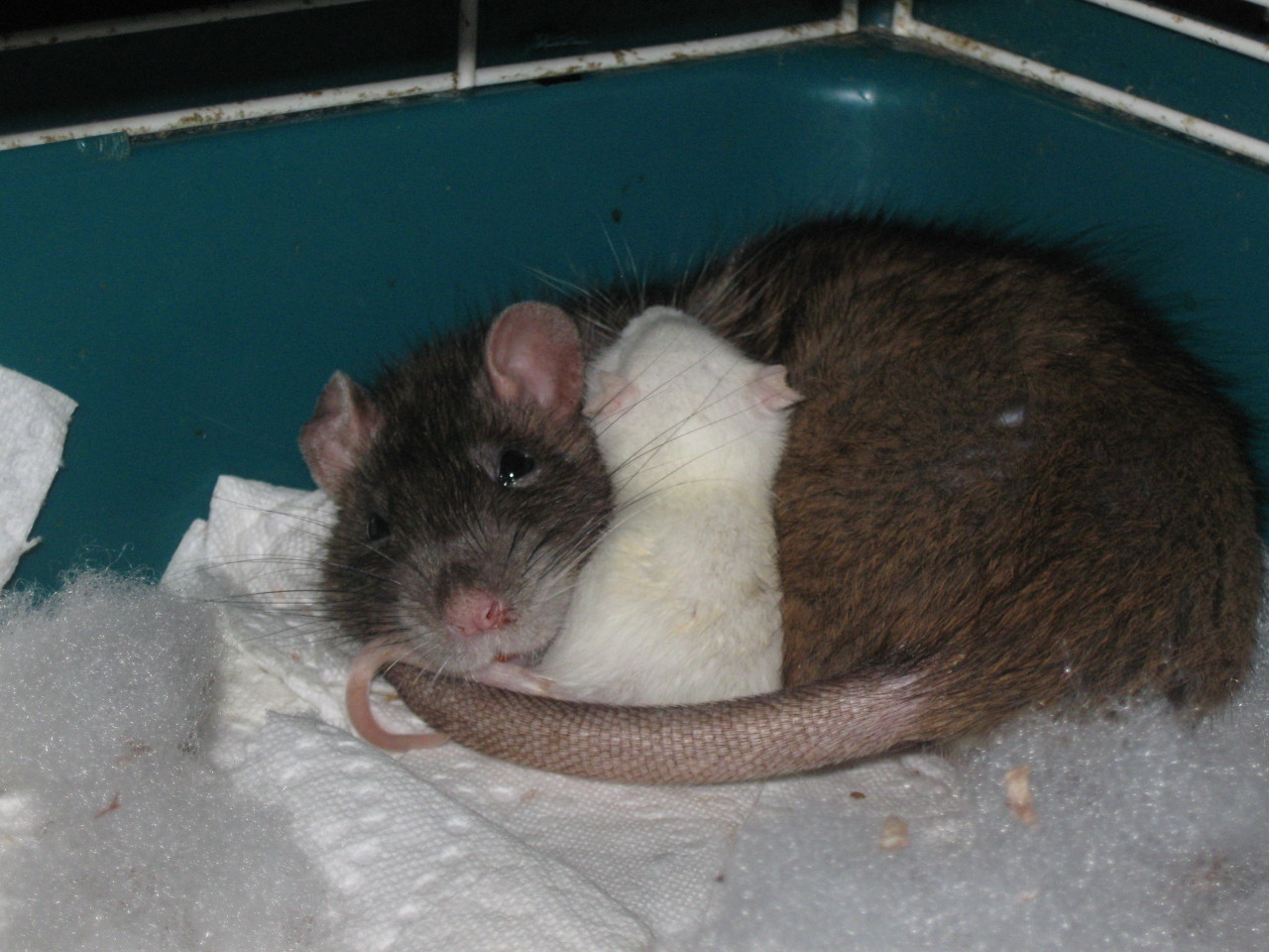 kingofreaks:  Momma and Adopted Baby My neighbor brought over this feeder baby the