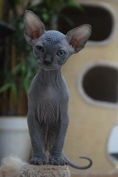 pineapplemachine: pineapplemachine:  Psa! Wtf is wrong with people who dont like hairless cats. They can wear sweater cuz They. Are. Nakey. GOBLINSSSS!!!  I bring u proof 