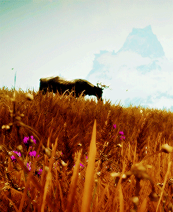 bloodofelves:  for elved ♥ 