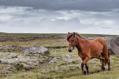 visualizedmemories:“Icelandic horses”