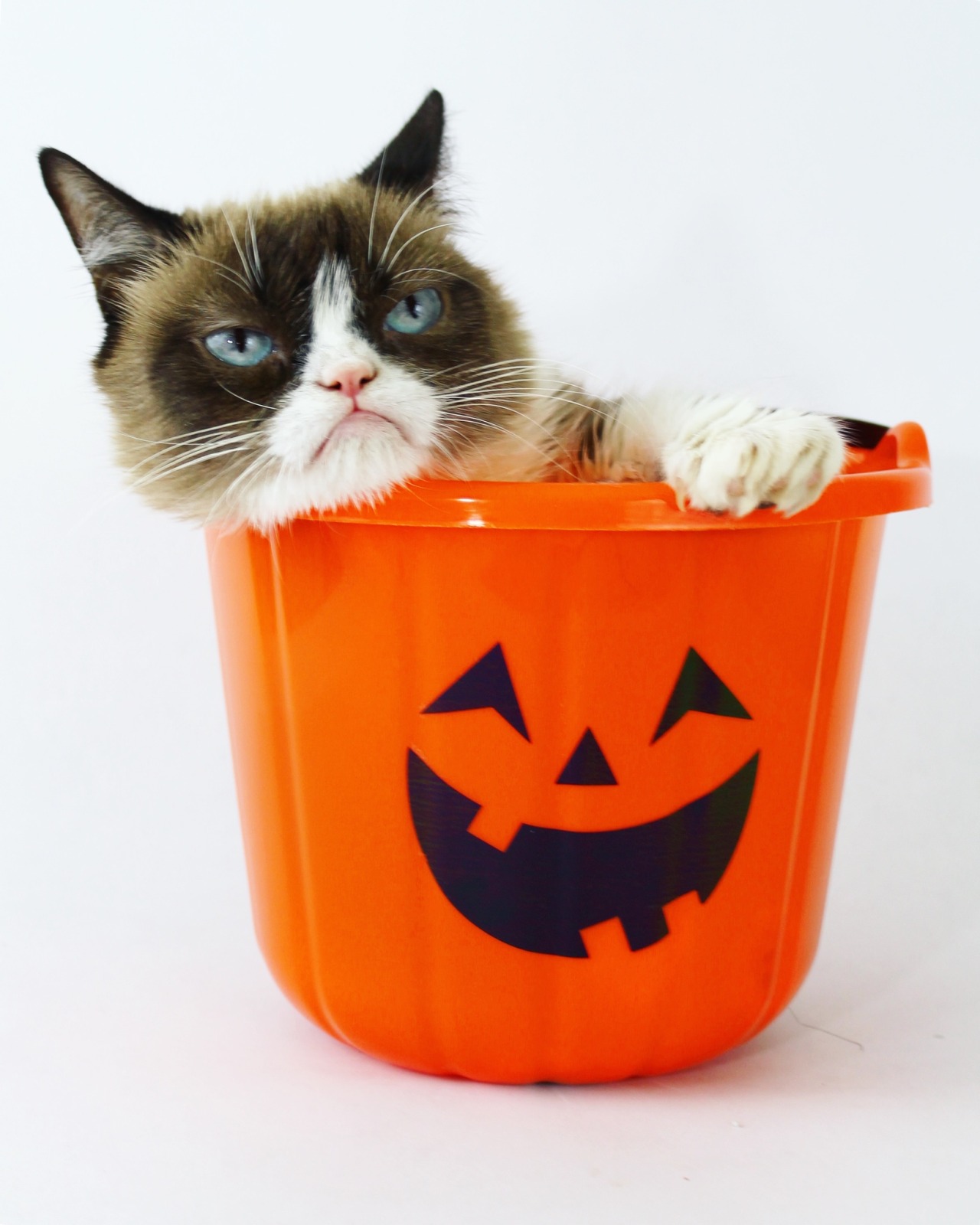 orange grumpy cat