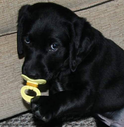 littlegirlformycalidaddy:  thecutestofthecute:  Puppies with pacifiers   I just can’t stop looking and laughing!!!  LOL