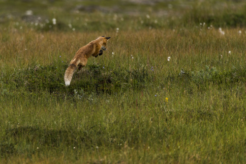 90377:Fox Hunting by Viggo Johansen