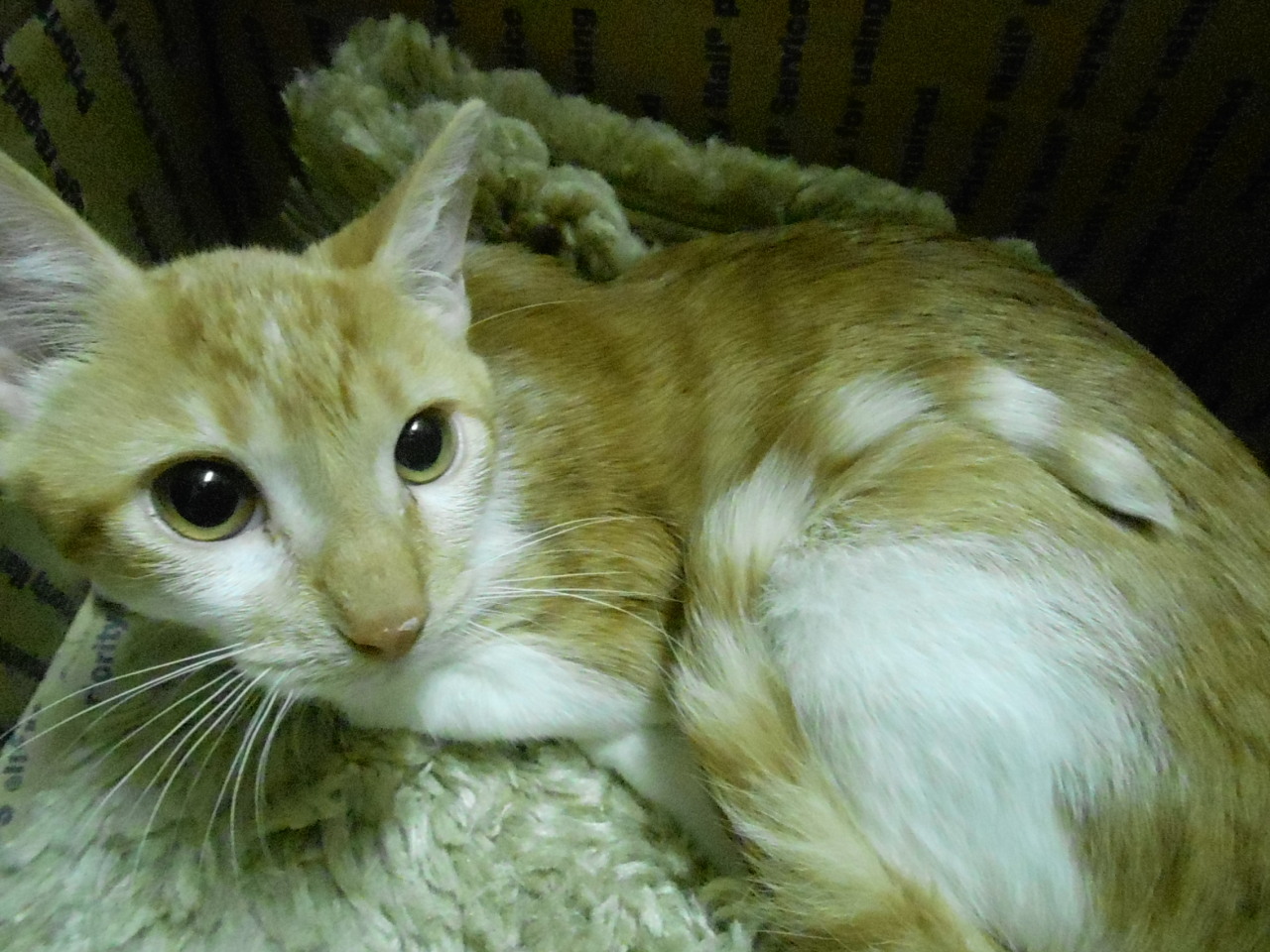 daunt:  tylerfucklin:  I’m at my wit’s end. I need help, guys. This kitten is