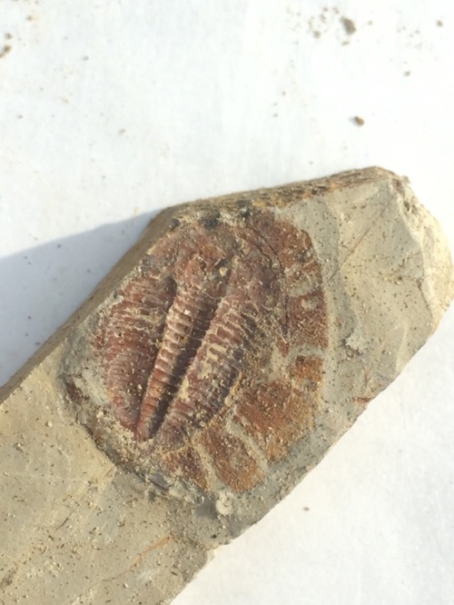 profp: Went fossil hunting today in a riverside shale bed that dates to the Cambrian Era; about 490 