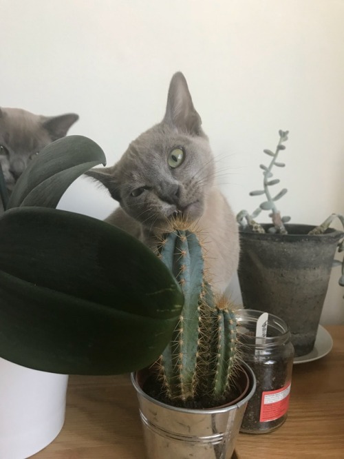 today the princeps tried to eat a cactus