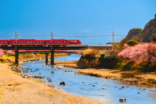 Luxury Train &amp; Cherry BlossomsShot of the Resort 21 Kinme train that operates between Atami 