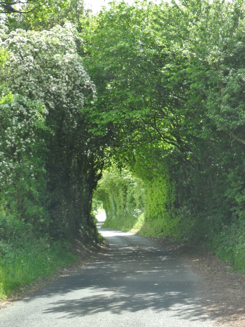 vwcampervan-aldridge:  A tunnel of trees in bright sunshine, Hobs Hole Lane, Aldridge, Walsall, England
