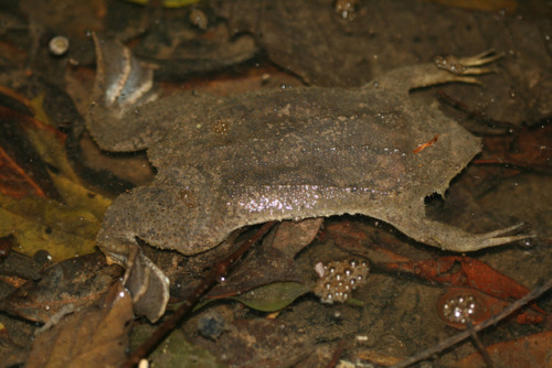 lovingexotics:Surinam Toad Pipa pipaSource: Here