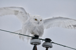 owlsday:  Snowy Owl by Twurdemann on Flickr.
