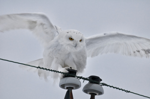 Porn photo owlsday:  Snowy Owl by Twurdemann on Flickr.