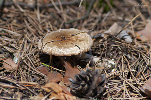 phellinus pini