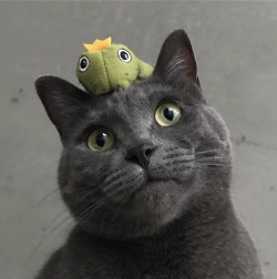 catsbeaversandducks:  When life gives you too many frogs… Photos by Mochi 