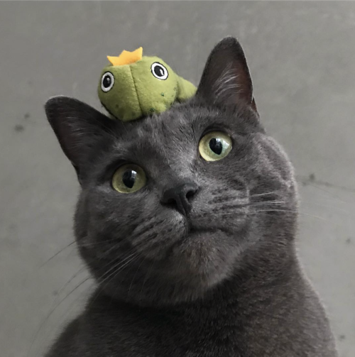 i-sapphiccryptid-i: silvery-goblin: catsbeaversandducks: When life gives you too many frogs… 