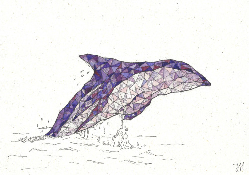 amethyst dusky dolphinseptember 2015
