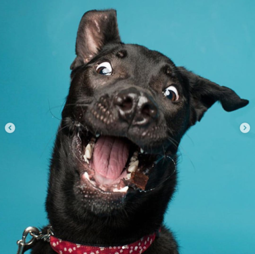 babyanimalgifs: Derpy expressions by dogs (@offleashstudio)