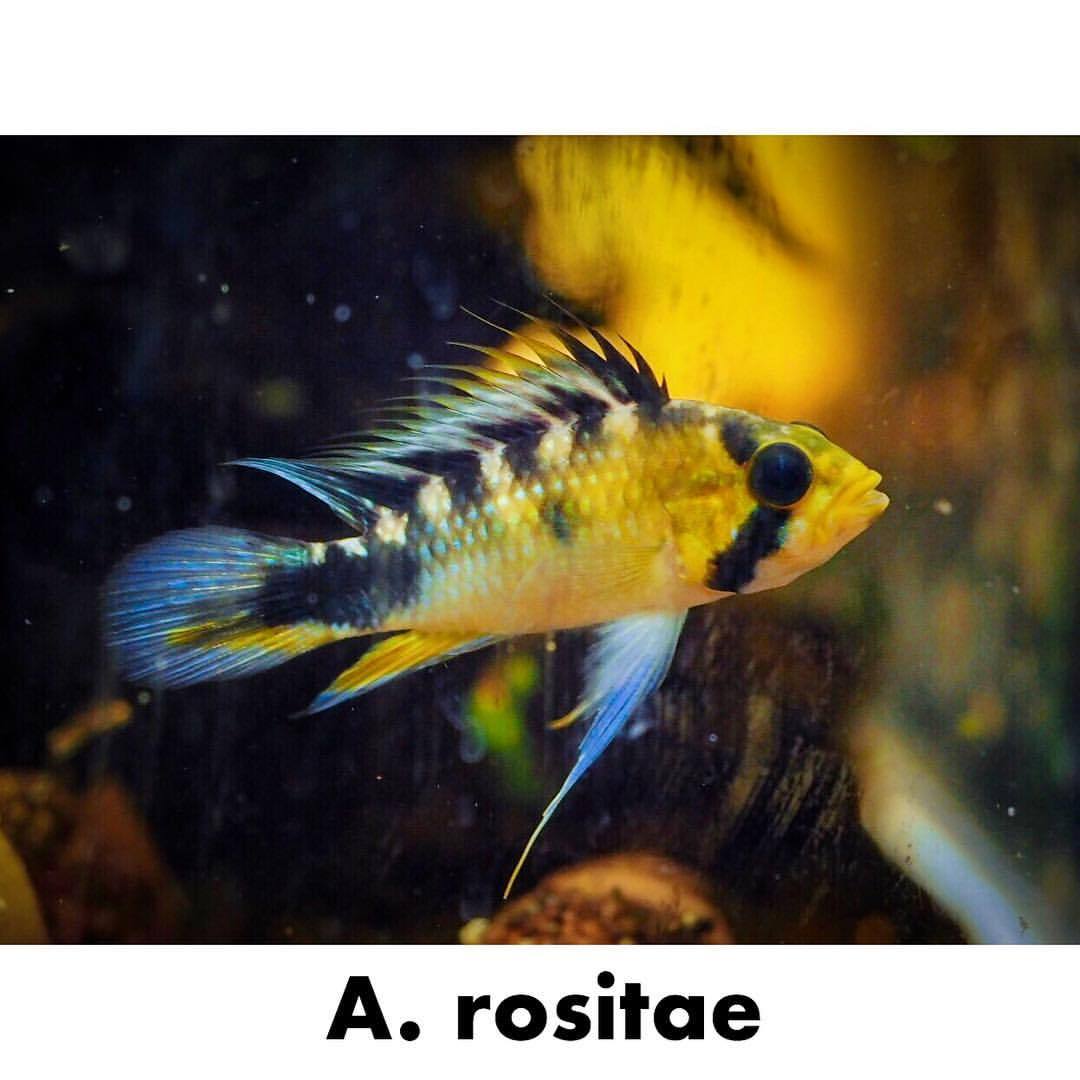 Apistogramma Japonica アピストグラマ Apistogramma Japonica アピストグラマ