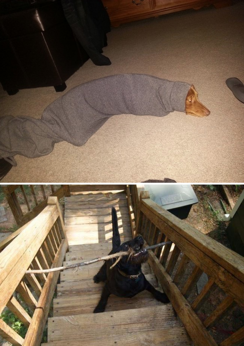 tastefullyoffensive:Dogs Who’ve Just Made Poor Life Choices (photos via distractify)Previously: Cats