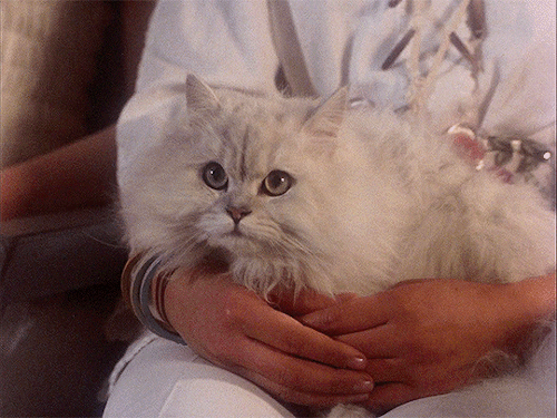 myellenficent:Hausu (1977) Dir. Nobuhiko Obayashi