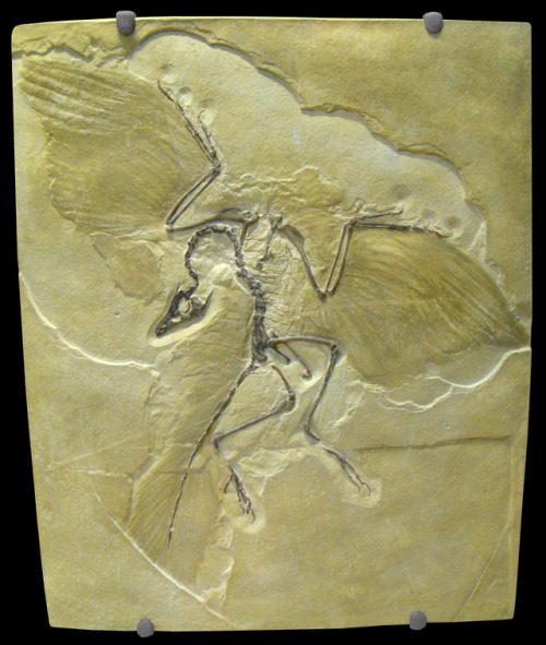 theraptorcage:“It was the first full specimen of Archaeopteryx lithographia, an ancient animal with 