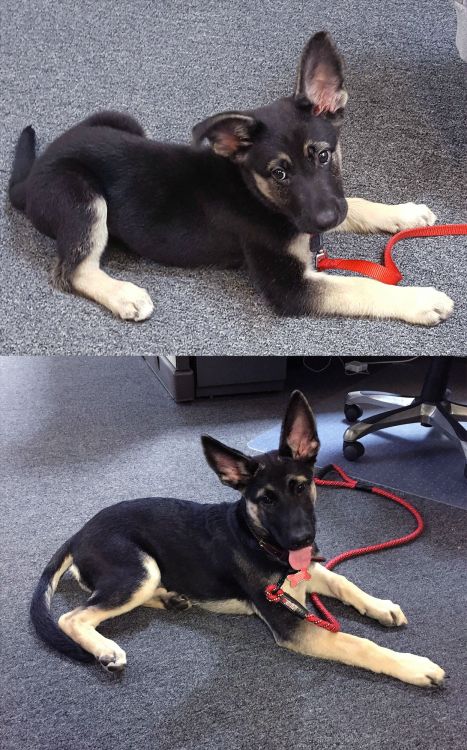 awwww-cute:  I already forgot how small she used to be just two months ago :( (Source: http://ift.tt/1LKPhm1)