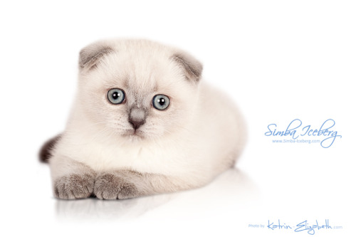 simba-iceberg:Simba Iceberg Flo -  blue point Scottish Fold kitten (female) :)More photos and v