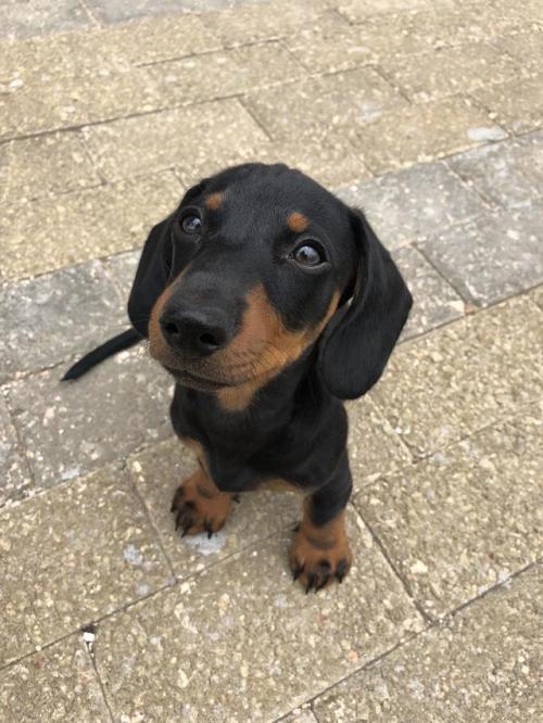 heckdoilikedogs: via