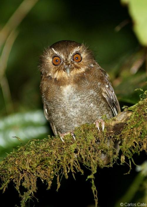 ainawgsd: Xenoglaux loweryi, the long-whiskered owlet, is a tiny owl that is endemic to a small area