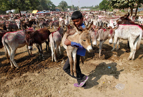 A boy carries a foal during an annual donkey fair at Vautha, south of the western Indian city of Ahm