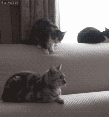 catsdogsgifs:  http://catsdogsgifs.tumblr.com/ 