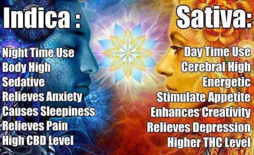 lowwantstogethigh:  Sativa vs indica,  what do you like the most? For my part i prefer Indica, get stoned