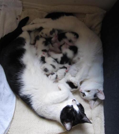 awwww-cute:  Two mommy cats co-mothering the 8 babies they had at the same time together 