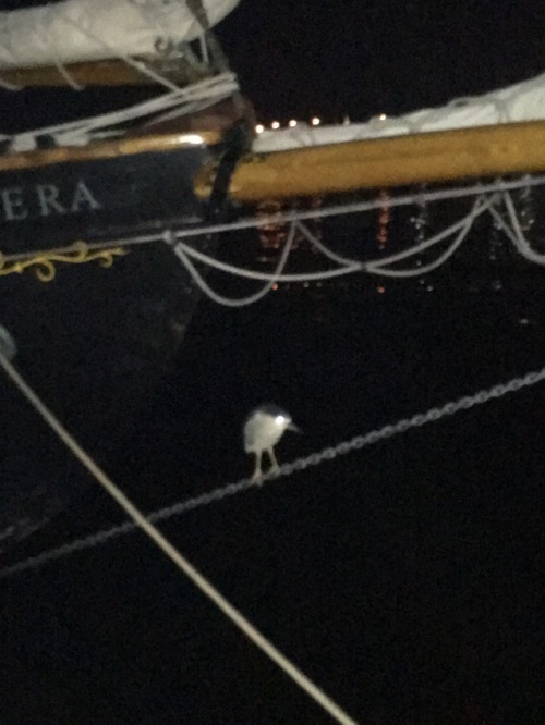 charminglyantiquated: there’s a night heron that hangs around the boats and i’ve never t