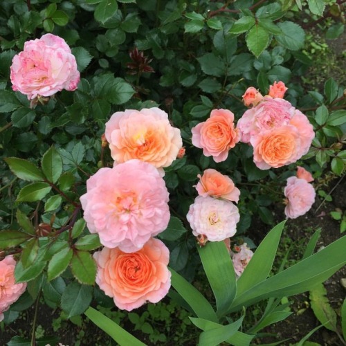 This bright salmon rose is a luminous pop of color in the June garden. #rose #flower #flores #blumen