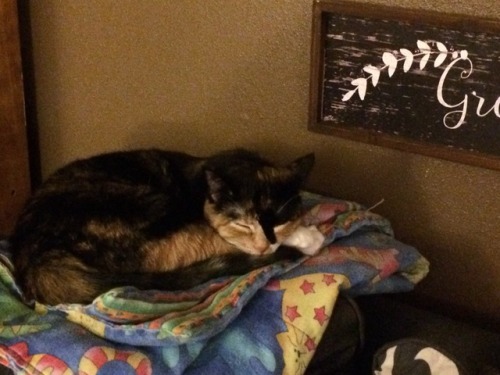 tumbler-of-cats: ‘Shortcake is the snuggliest cat but she’s also the most unapologetic. 