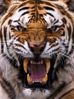 cute-dangerous:  Angry Tiger!