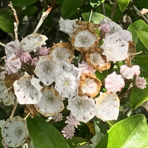 Blossoms, Mountain Laurel (Kalmia latifolia), Blue Ridge Parkway,  Laurel Springs, North Carolina, 2