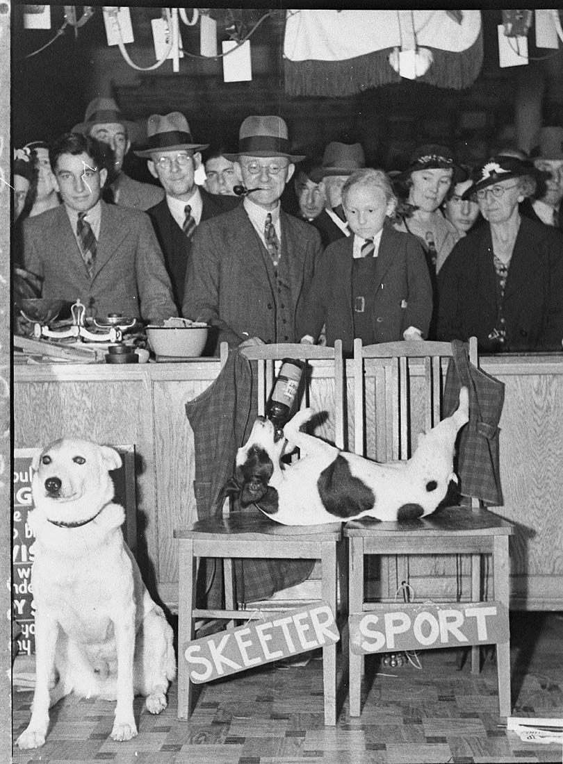 Performing dogs, Sydney, Australia, 1937, photography by Sam Hood