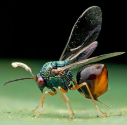 whatthefauna:  Eucharitid wasps are parasitic of many different species of ants. Eucharitid larvae will attach themselves to foraging ants, who unknowingly bring them back to the colony. Once there, the wasp larvae feed on ant larvae until they develop