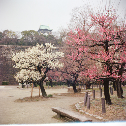 japanlove:Osaka Castle Plum Garden by Wunkai on Flickr.